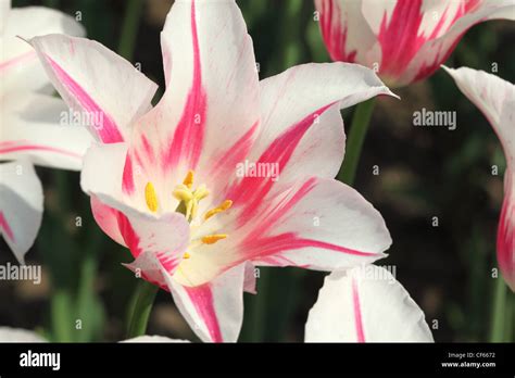 Marilyn Tulip Hi Res Stock Photography And Images Alamy