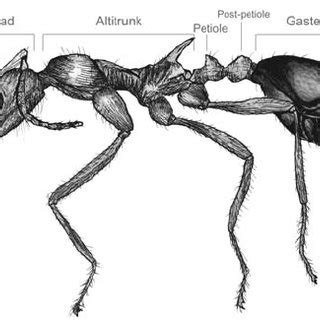 The anatomy of a standard ant. The nomencla- ture of ant body segments ...