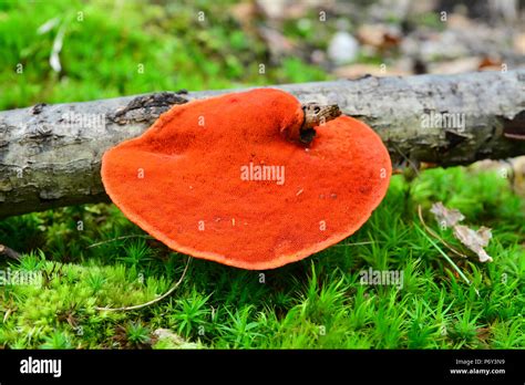 Red Pycnoporus Cinnabarinus Mushroom On A Branch Stock Photo Alamy