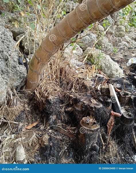 how do you burn a tree stump 1