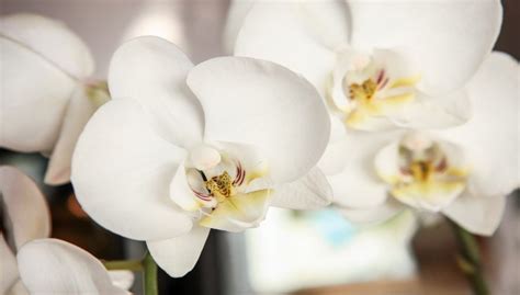 Il Segreto Asiatico Per Far Rivivere L Orchidea Velocemente Con Radici