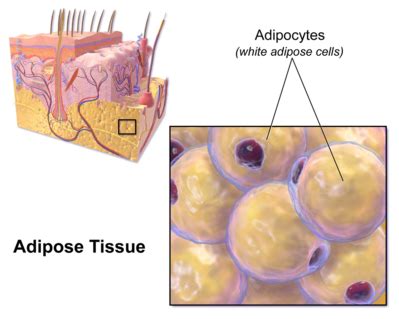 Adipose Tissue - Physiopedia