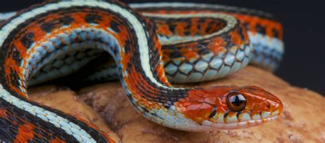 5 Unique Pet Snakes For Reptile Lovers