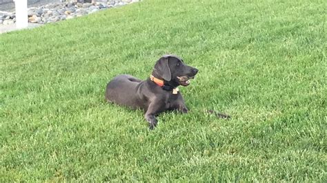 Blue Weim Weimaraner Animals Dogs