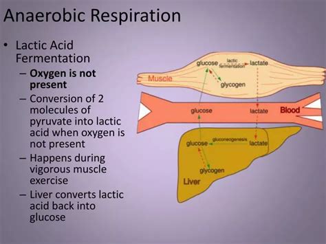 Ppt Anaerobic Respiration Powerpoint Presentation Free Download Id 2367366