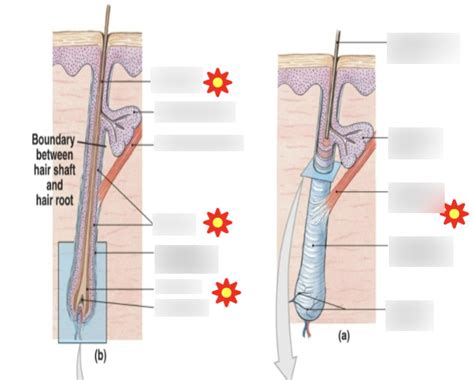 hair root diagram quizlet