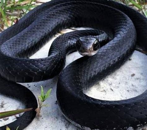 Black Rat Snake | Black rat, Rat snake, Pet snake