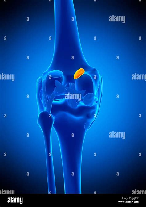 Illustration Of The Medial Gastrocnemius Bursa Stock Photo Alamy