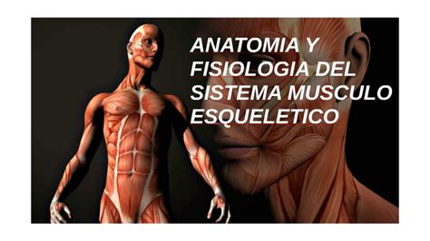 Anatomia Y Fisiologia Del Sistema Musculo Esqueletico By Ricardo