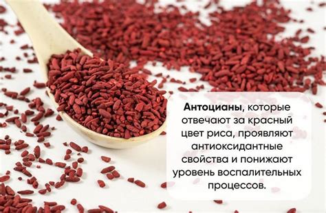 Красный рис — польза и вред. Как варить красный рис