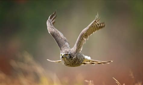 honey buzzard bird facts   animals