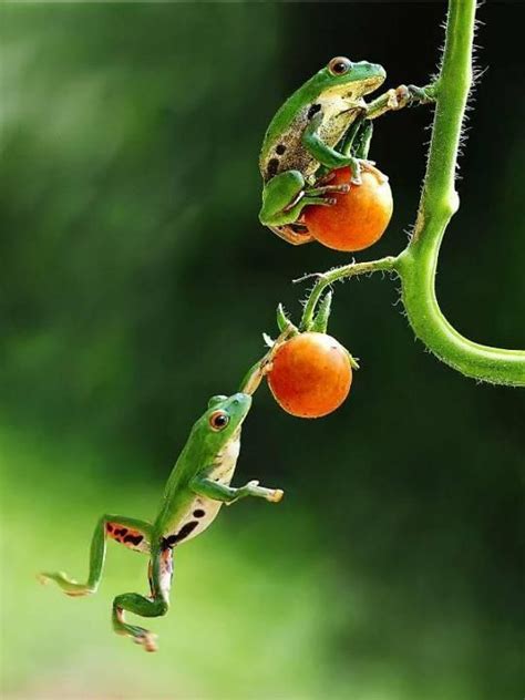 Frog Leaping Yahoo Image Search Results Nature Animals Animals And