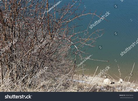 Branching Tree Detailed Naked Tree Branches Stock Photo