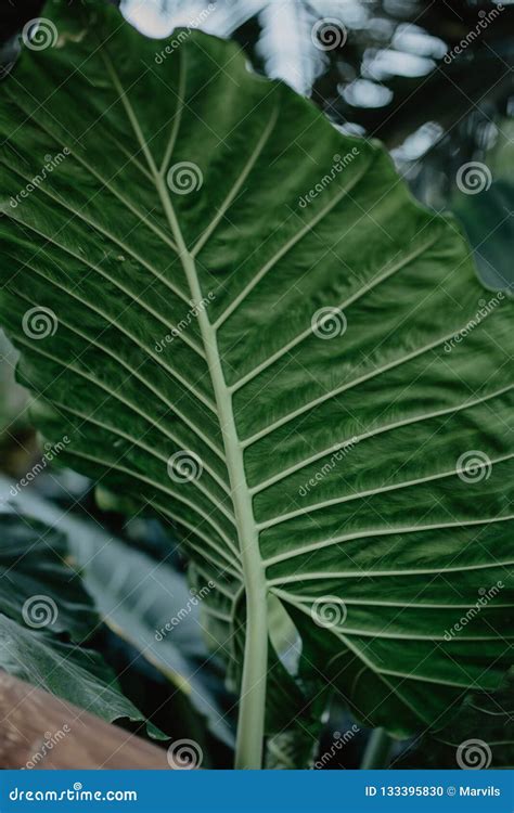 Cartaz Da Natureza Planta Tropica Folhas Grandes Foto De Stock