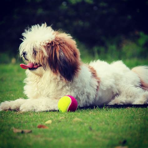 The 141 Most Popular Lhasa Apso Names | The Dog People by Rover.com