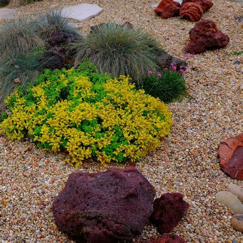 Xeriscaping Mile High Landscape