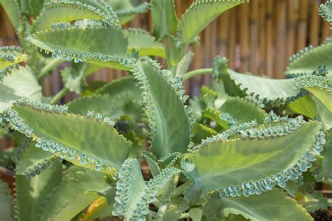 Para qué sirve kalanchoe Huerto en casa