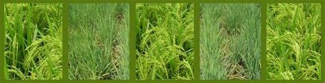 Paddy At Best Price In Hyderabad By Ganga Kaveri Seeds Private Limited