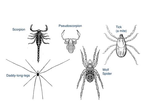 Ppt Phylum Arthropoda Powerpoint Presentation Free Download Id643774