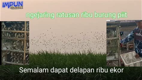 ngejaring burung piitpipitbondolkaji youtube