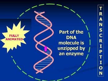 Protein synthesis animation Powerpoint of DNA to RNA to protein | TpT