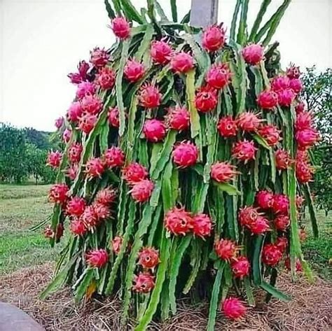 Zomolocodragon Tree Red Dragon Fruit Sapling V4 Garden