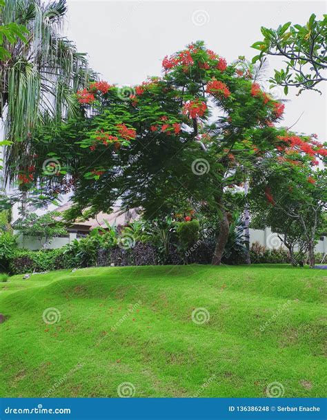 poinciana tree 8