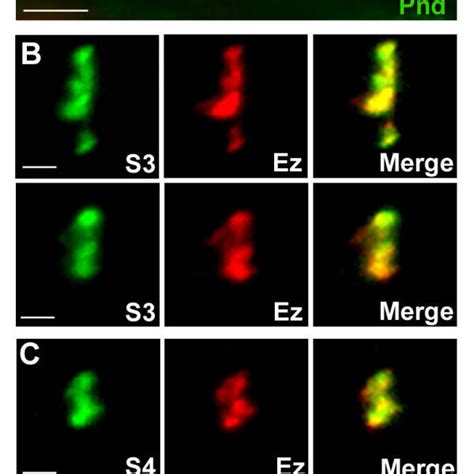 S And S Co Localize With Ezrin In Nodal Regions Of Pns A Sections