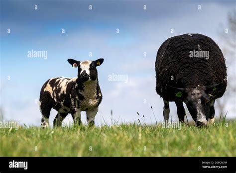 Dutch Spotted Sheep With Lambs At Foot Cumbria Uk Stock Photo Alamy