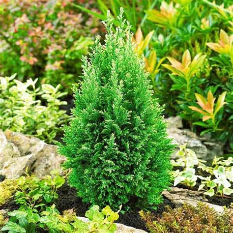 Кипарисовик Сноу Вайт — описание, фото и характеристики сорта