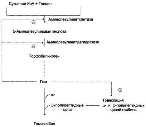 94. Синтез гема и гемоглобина. Регуляция этих процессов. Вариации ...