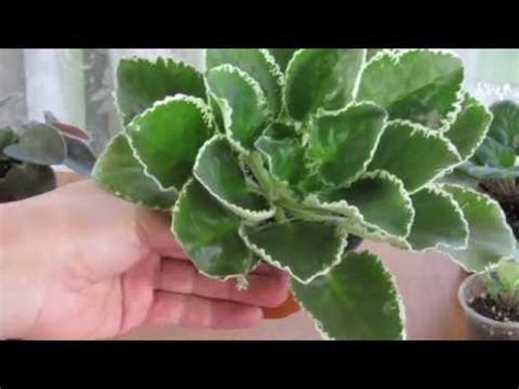 Сорта фиалок , от которых стоит отказаться. Причины. - YouTube