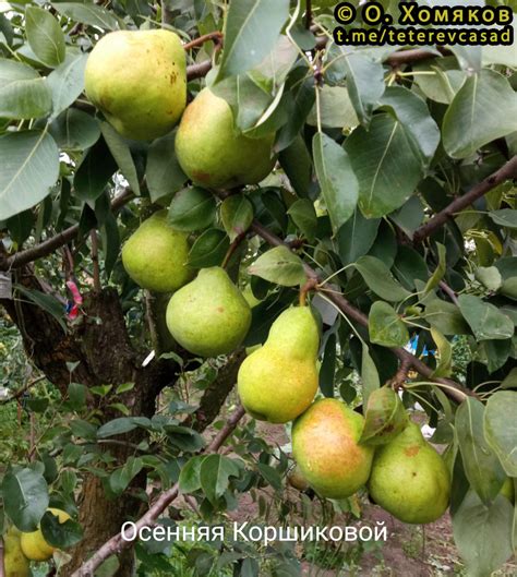 Груша Осенняя Коршиковой - описание сорта и фото груш