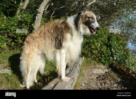 Full body side view of brindle borzoi dog standing in natural ambients Stock Photo - Alamy