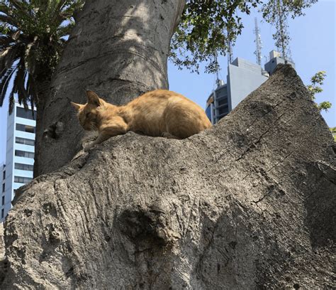 Keeping Cats Safe In The Summer High Rise Syndrome And Cats Up Trees