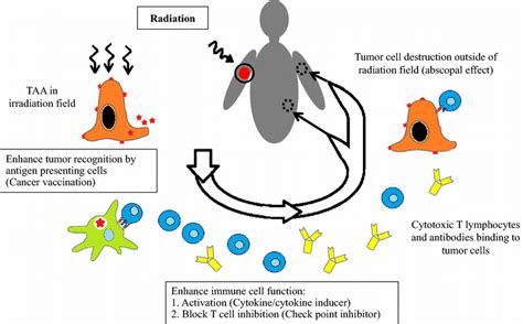 Proposed Synergistic Effect Showing Irradiation Of One Site Of The