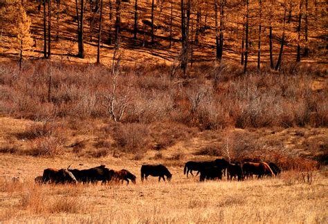 Mongolia - wild horses in Tsetserleg National Park