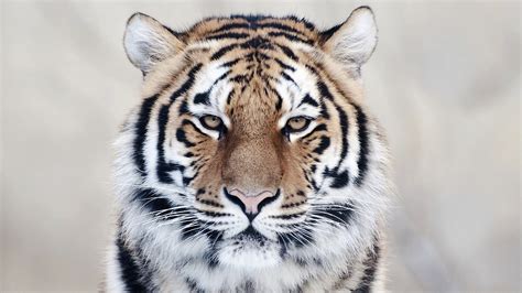 Tiger 5 - Wallpics.Net