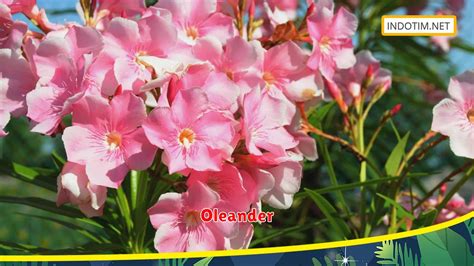 Oleander Tips Menanam Untuk Hasil Lebih Maksimal