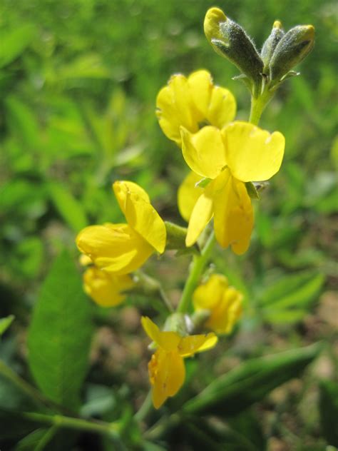 Термопсис ланцетный (62 фото) » НА ДАЧЕ ФОТО