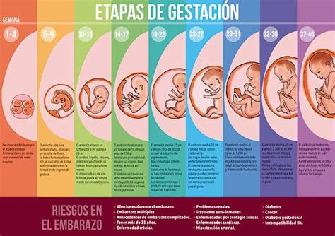 Etapas Del Embarazo Etapas Del Embarazo Gestacional