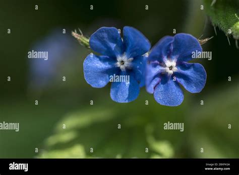 The Pretty Blue Flowers Of The Green Alkanet Plant Pentaglottis