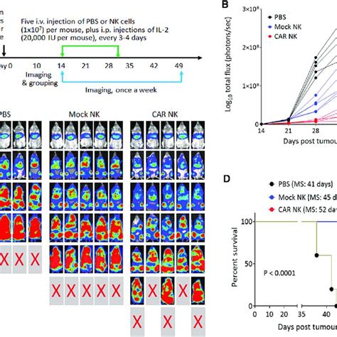 Nkg2d Car Nk Cells Display Antitumor Effects In Vivo A Schematic