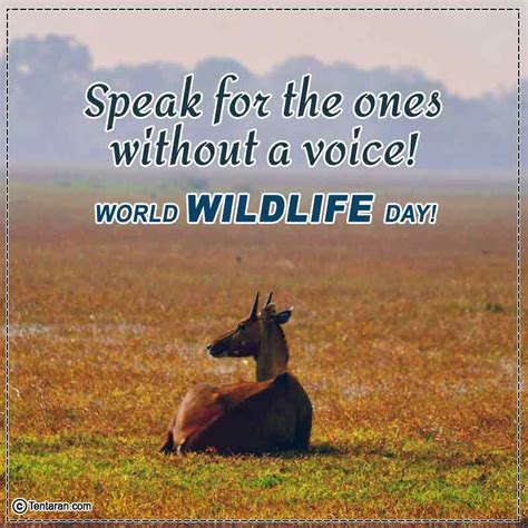 World Wildlife Day Quotes Images World Wildlife Day 2023 Poster