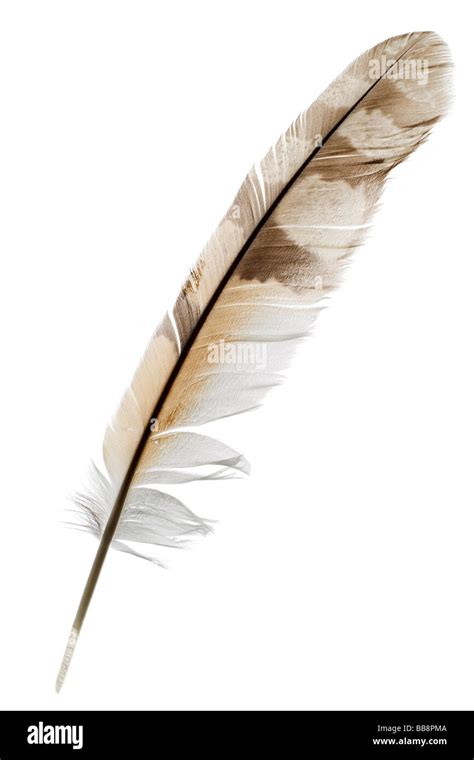 Feather hi-res stock photography and images - Alamy