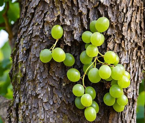 premium photo grapes   tree