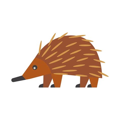 Premium Vector Short Beaked Echidna Isolated Illustration On White