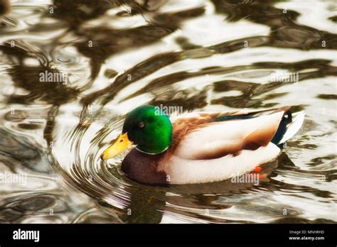 dabbling duck  res stock photography  images alamy