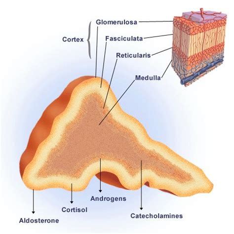 adrenal cortex ตอมหมวกไตสวนนอก Adrenal cortex Adrenal cortex