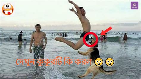 Comedyshowকুকুরটি কি করল না দেখলে বিশ্বাসই করবেন না 😱😱 । Funny Memes